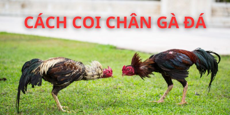 Hạn chế vận động với gà bị tổn thương cước